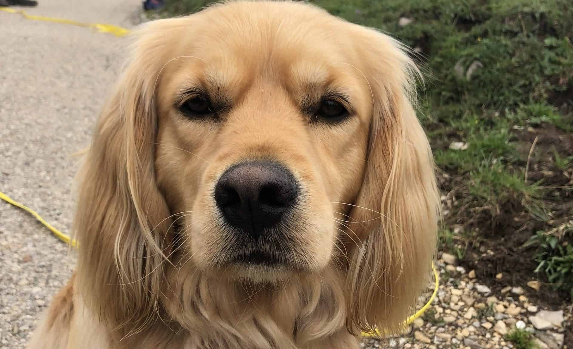 Langlauf mit Hund in Reit im Winkl: Tipps für Zwei- und Vierbeiner